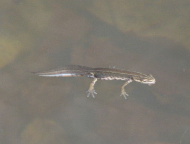 tritoni